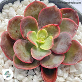 Echeveria juliana / 40 seeds